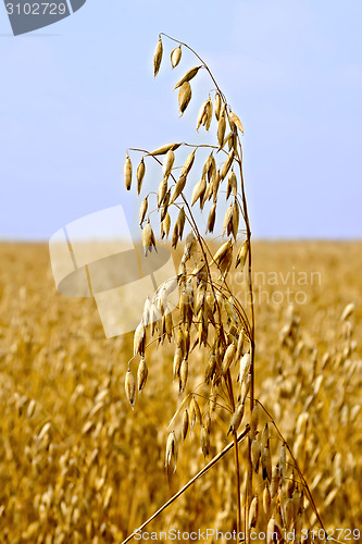 Image of Oats stems on field