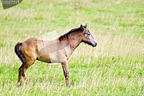 Image of Foal brown on green meadow