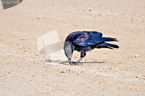 Image of Jackdaw on river sand