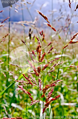 Image of Millet spike