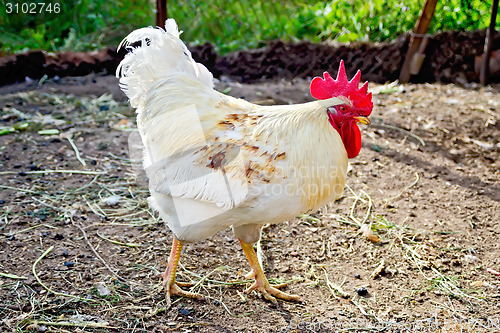 Image of Cock white in paddock