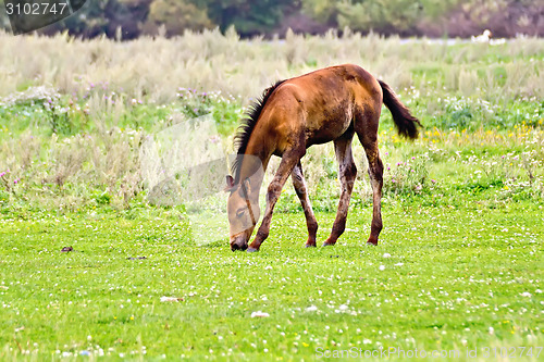 Image of Foal brown on meadow