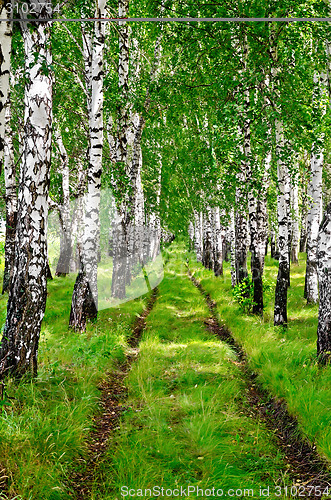 Image of Birchwood a dirt road