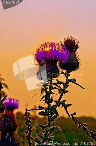 Image of Thistles at sunset