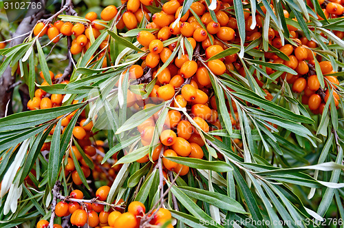 Image of Buckthorn ripe orange on branch