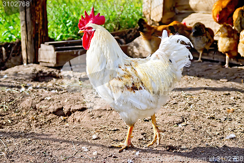 Image of Cock white in paddock with brown chickens