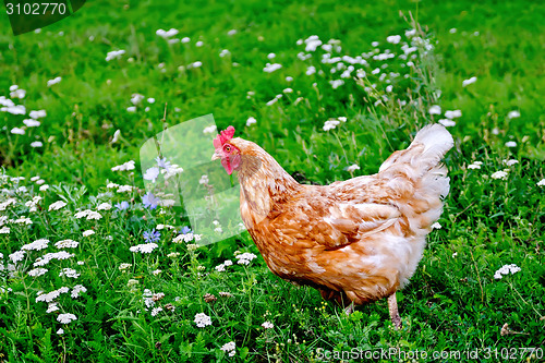 Image of Chicken brown on grass with flowers