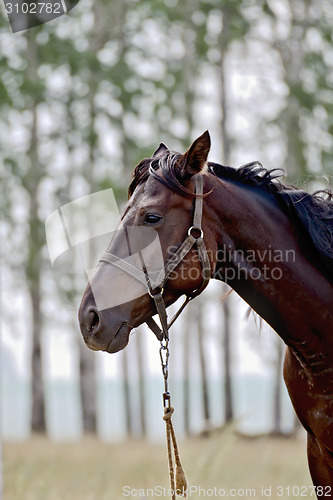 Image of Horse dark brown