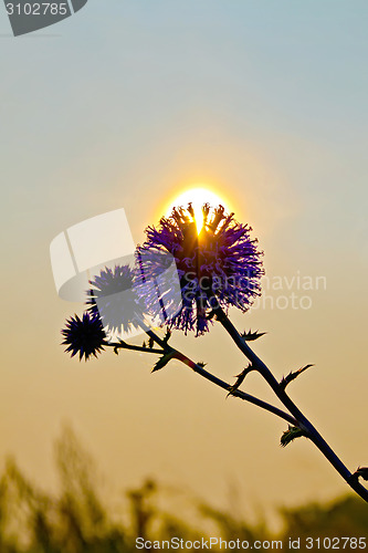 Image of Flower spiny at sunset