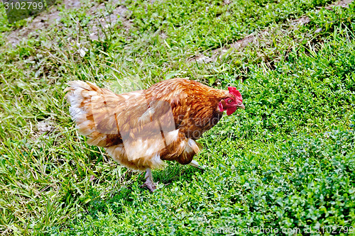 Image of Chicken brown on green grass