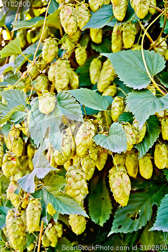 Image of Hops blooming with leaves