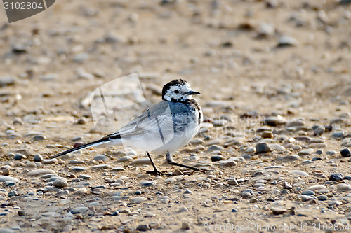 Image of Wagtail on the sand