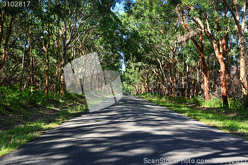Image of Driving through red gums in Mungo Brush National Park