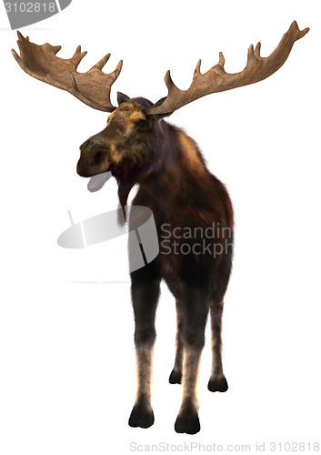 Image of Moose