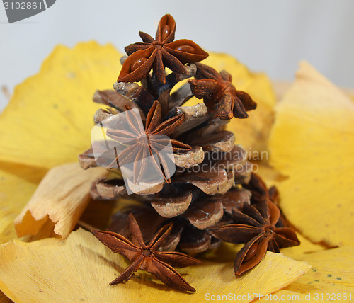 Image of Fir cone and anise