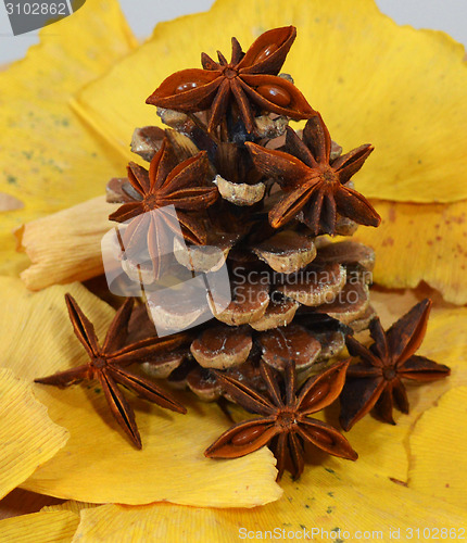 Image of Fir cone and anise