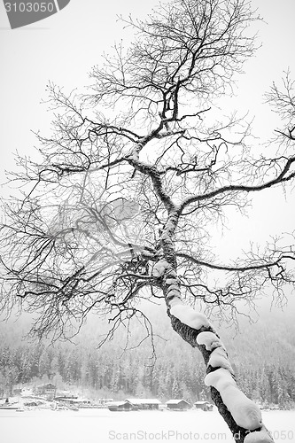 Image of tree and snow