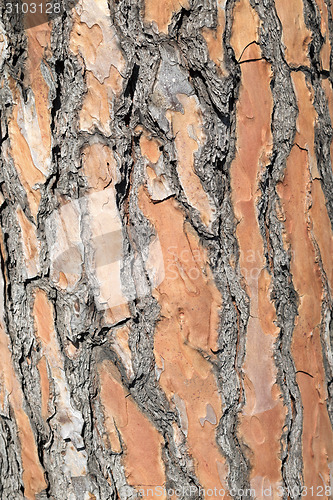 Image of background, pine bark