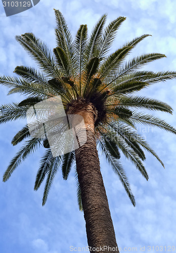 Image of Palm against the blue sky