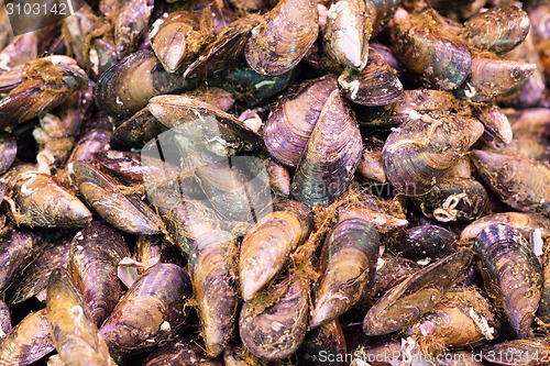 Image of seashells SEAFOOD