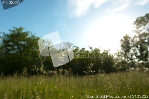 Image of Green meadow with blue sky