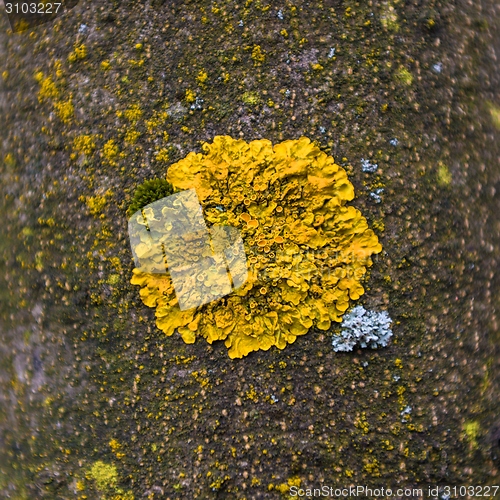 Image of Green moss isolated 