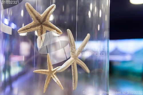 Image of Starfish collection