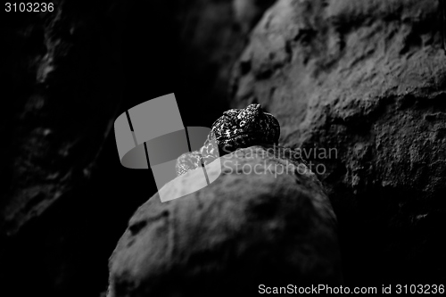 Image of Lizard on the rock