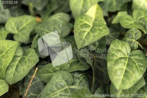 Image of Leaves of fresh green ivy closeup