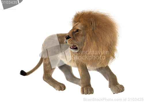 Image of Male Lion