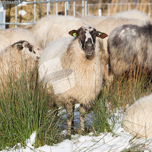 Image of Adult sheep 