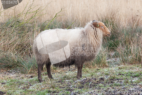 Image of Adult sheep 