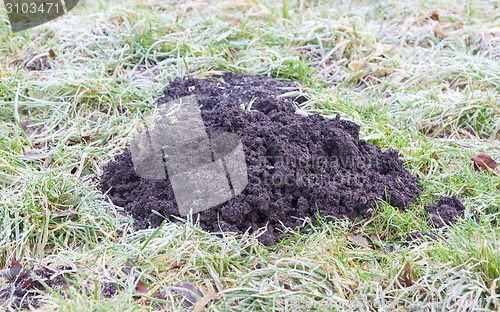 Image of Molehill- lawn