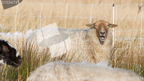 Image of Adult sheep 