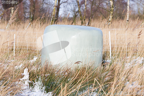 Image of Bales of green crop silage