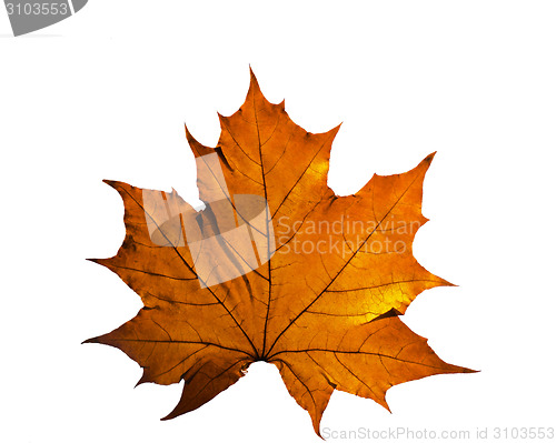 Image of Autumn leaf isolated on white background