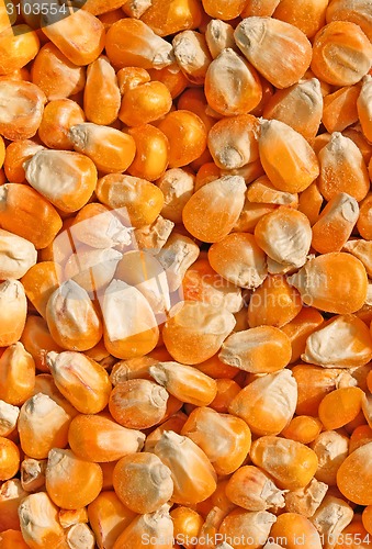 Image of corn seeds close up as background