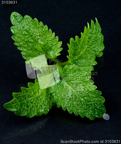 Image of Mint Leafs