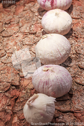 Image of French garlic on tree bark