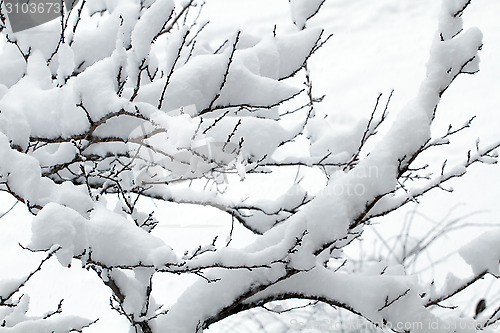 Image of White snow on the tree branch