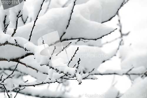 Image of White snow on the tree branch