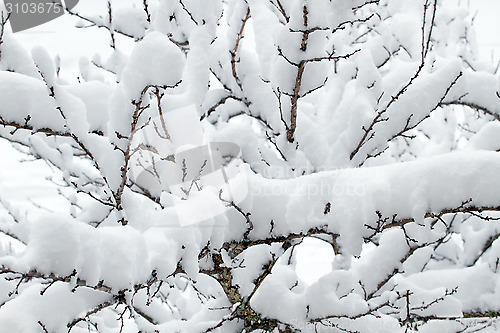 Image of White snow on the tree branch