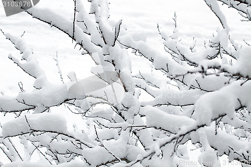 Image of White snow on the tree branch