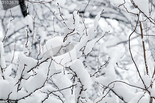 Image of White snow on the tree branch