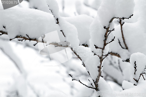 Image of White snow on the tree branch