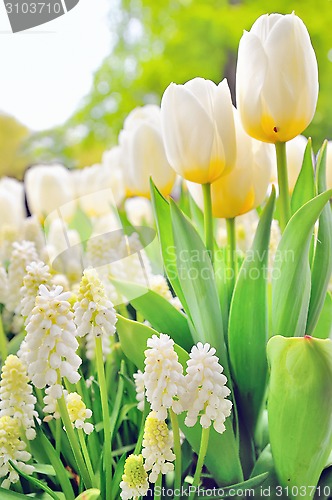 Image of Muscari botryoides and tulips