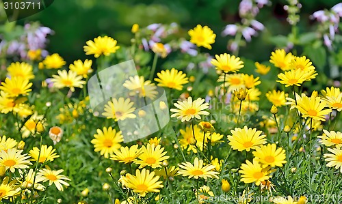 Image of Golden Marguerite, Anthemis tinctoria