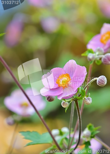 Image of Geum quellyon flower