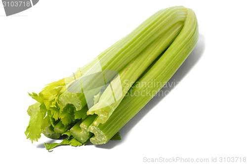 Image of Celery on White