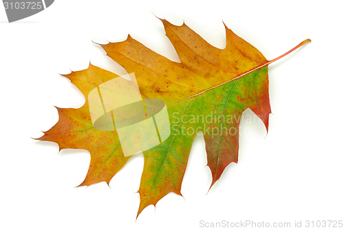 Image of Oak leaf